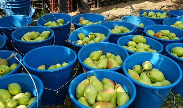 Bursa Gürsu armudunu faydalı böcekler koruyor