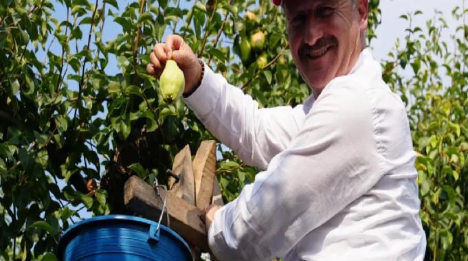 Bursa Gürsu armudunu faydalı böcekler koruyor