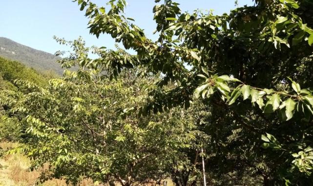 Bursa'da 1.350 rakımda kiraz hasadı kazandırıyor: Kilosu 80 lira