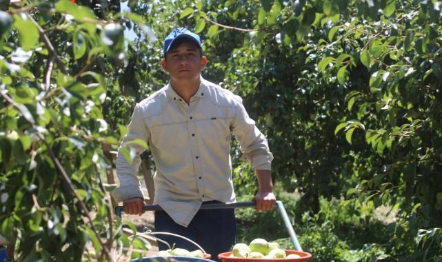 Bursa'da 40 derece sıcakta armutları üniversite öğrencileri topluyor