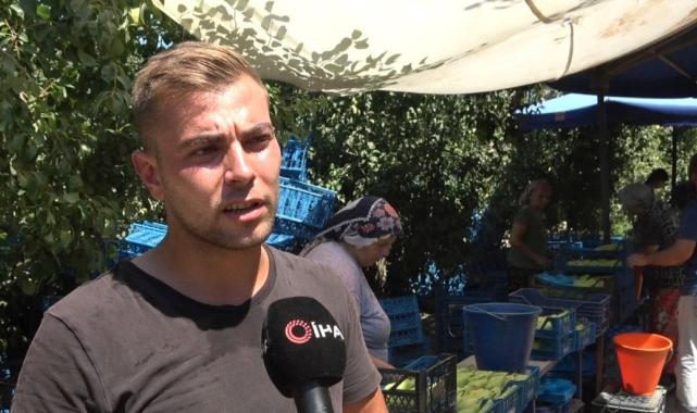 Bursa'da 40 derece sıcakta armutları üniversite öğrencileri topluyor