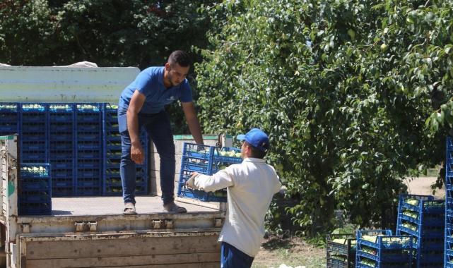 Bursa'da 40 derece sıcakta armutları üniversite öğrencileri topluyor