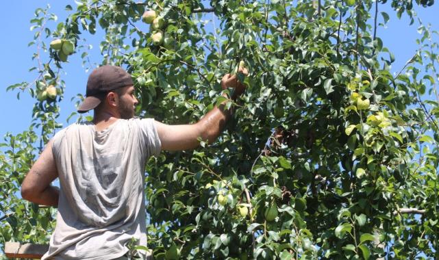 Bursa'da 40 derece sıcakta armutları üniversite öğrencileri topluyor