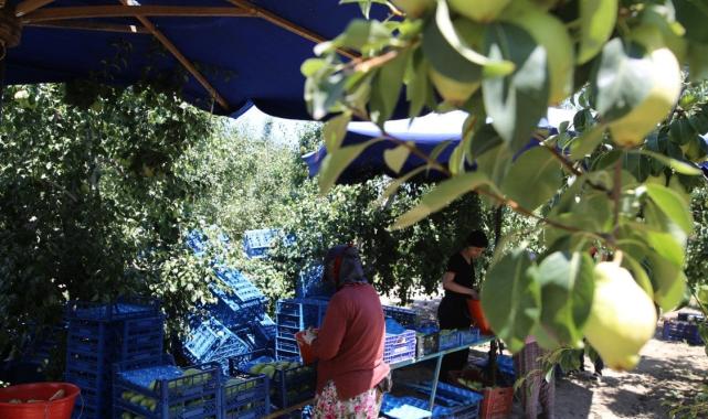 Bursa'da 40 derece sıcakta armutları üniversite öğrencileri topluyor