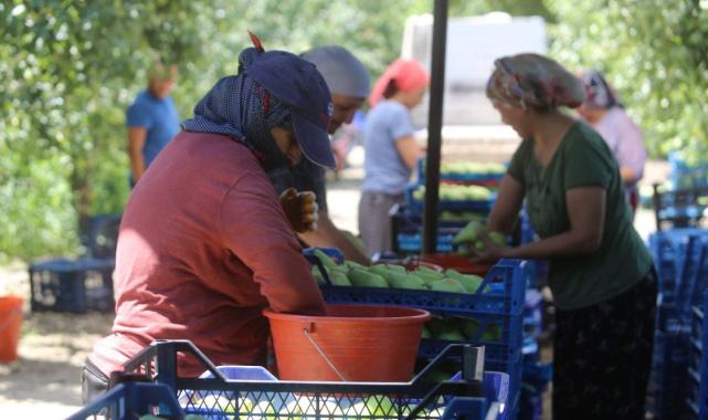 Bursa'da 40 derece sıcakta armutları üniversite öğrencileri topluyor