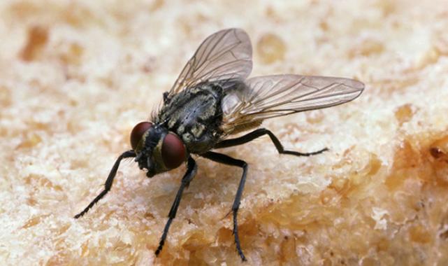 Bursa’da yetersiz ilaçlama, sinek istilasına kapı aralıyor