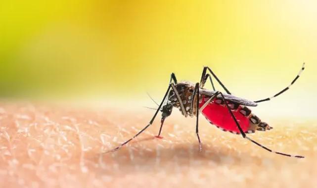 Bursa’da yetersiz ilaçlama, sinek istilasına kapı aralıyor