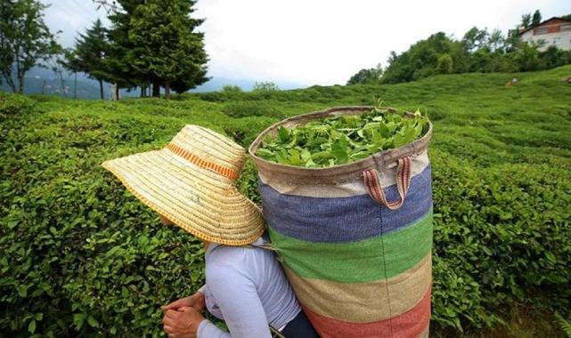 ÇAYKUR'dan yaş çay alımında yeni kontenjan uygulaması
