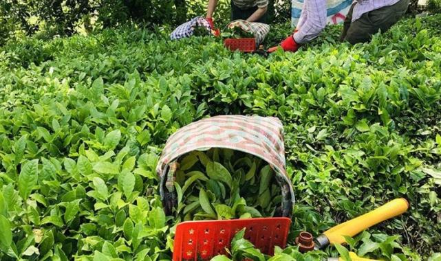 ÇAYKUR'dan yeni yaş çay alımı ve kontenjan uygulaması