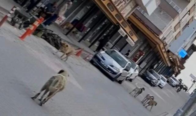 Diyarbakır'da ekmek almaya giden çocuğa köpek saldırdı