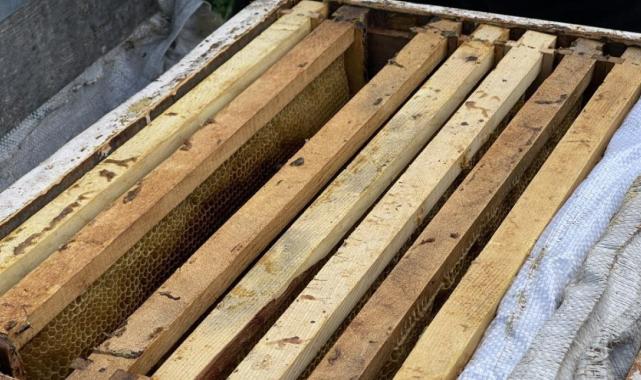 Dünyaca ünlü Anzer Balı'nın kilogram satış fiyatı 4 bin TL oldu