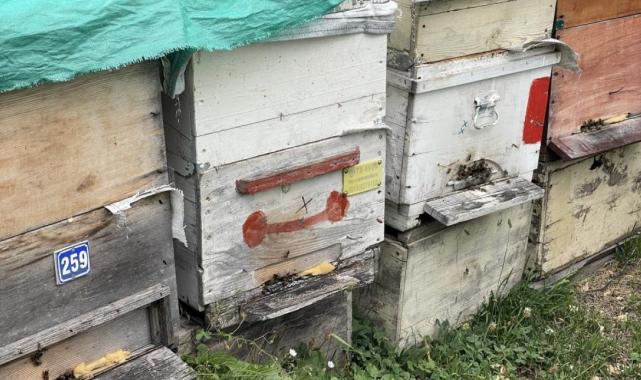 Dünyaca ünlü Anzer Balı'nın kilogram satış fiyatı 4 bin TL oldu