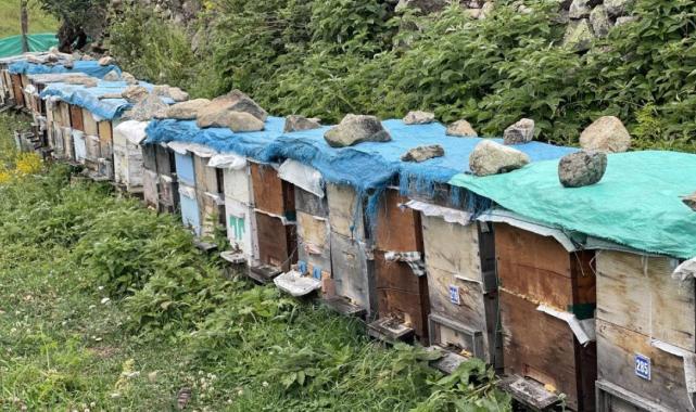 Dünyaca ünlü Anzer Balı'nın kilogram satış fiyatı 4 bin TL oldu