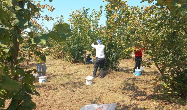 Düzce'de fındık üreticileri erkenden hasat yapmaya başladı