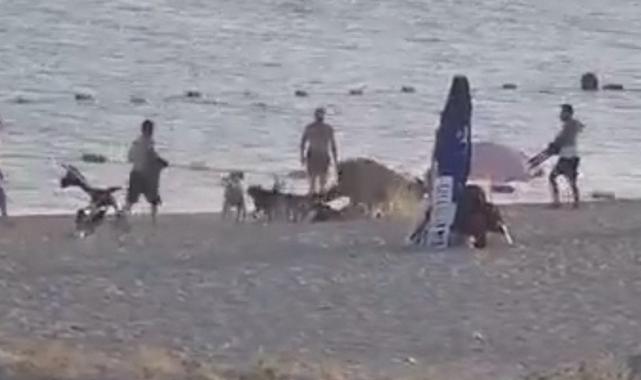 Edirne'de sokak köpekleri sahili mesken tuttu: Vatandaşlara zor anlar yaşattılar