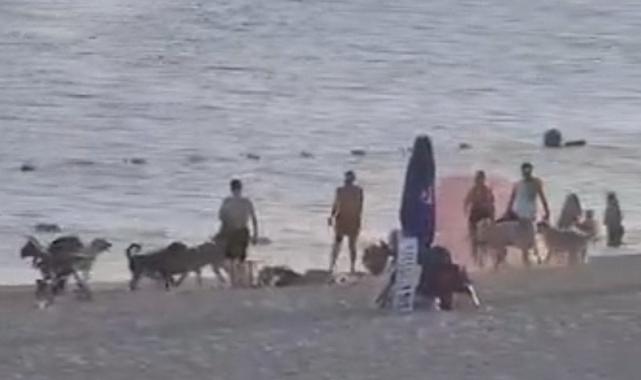 Edirne'de sokak köpekleri sahili mesken tuttu: Vatandaşlara zor anlar yaşattılar