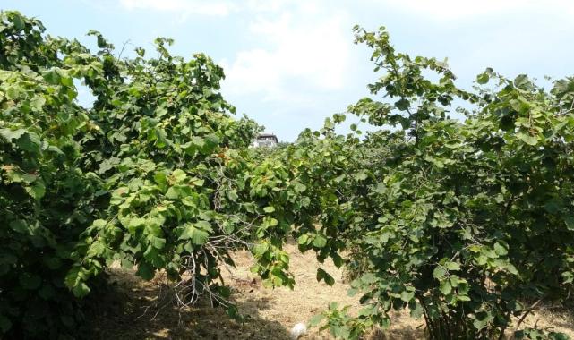 Fındık üreticilerine erken hasat uyarısı: Rekolte ve kalite kaybı yaşanabilir