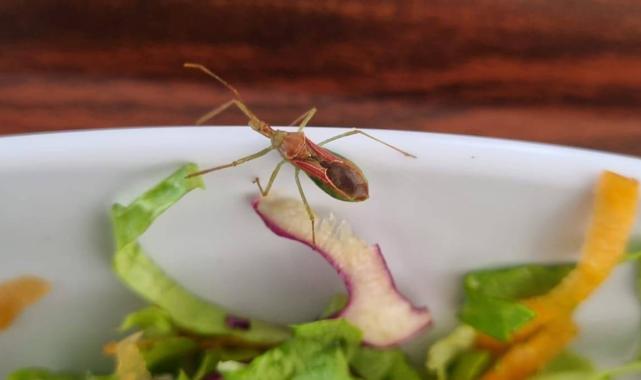 Hastanelerde Sefer Tası Dönemi!