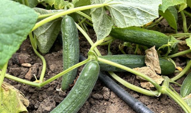 Hatay'da kavurucu sıcakta 700 TL yevmiyeyle salatalık hasadı