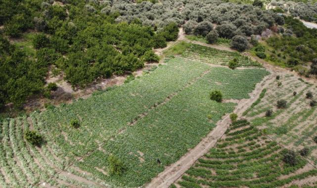 Hatay'da kavurucu sıcakta 700 TL yevmiyeyle salatalık hasadı