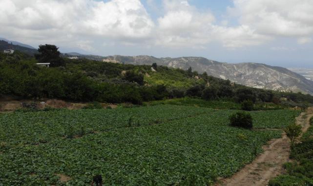 Hatay'da kavurucu sıcakta 700 TL yevmiyeyle salatalık hasadı