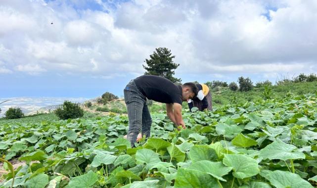 Hatay'da kavurucu sıcakta 700 TL yevmiyeyle salatalık hasadı