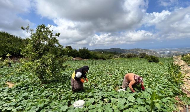 Hatay'da kavurucu sıcakta 700 TL yevmiyeyle salatalık hasadı