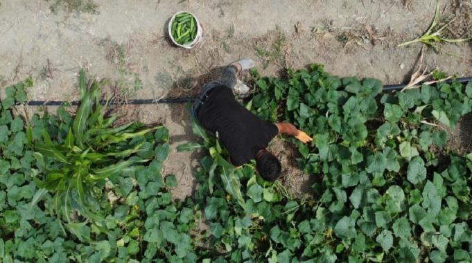 Hatay'da kavurucu sıcakta 700 TL yevmiyeyle salatalık hasadı