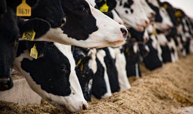 Hayvancılıkta yeni destekleme modeli yürürlüğe girdi