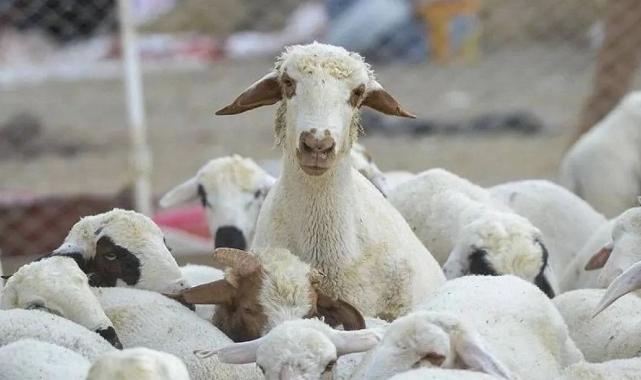 Hayvancılıkta yeni destekleme modeli yürürlüğe girdi