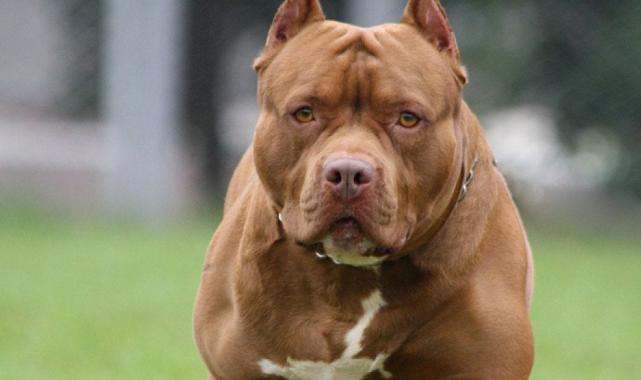 İbrahim Yumaklı: Bu bir sahiplendirme yasası