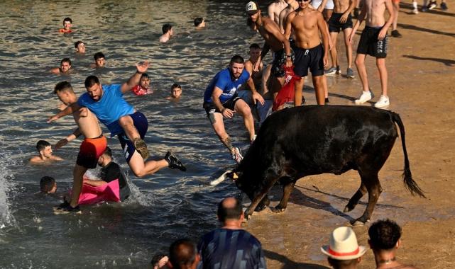 İspanya'da boğaların denize atlatıldığı festivale ilk kez sınırlama getirildi