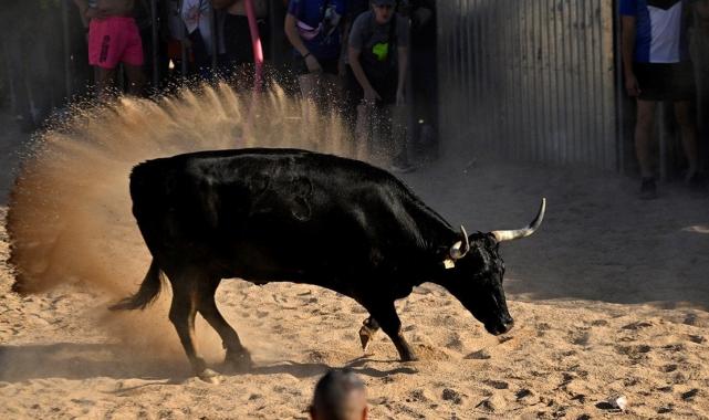 İspanya'da boğaların denize atlatıldığı festivale ilk kez sınırlama getirildi