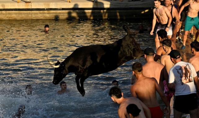 İspanya'da boğaların denize atlatıldığı festivale ilk kez sınırlama getirildi