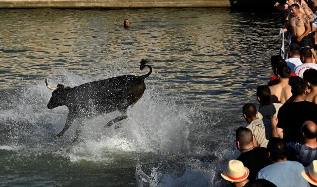 İspanya'da boğaların denize atlatıldığı festivale ilk kez sınırlama getirildi