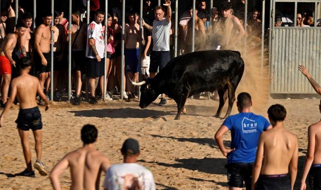 İspanya'da boğaların denize atlatıldığı festivale ilk kez sınırlama getirildi