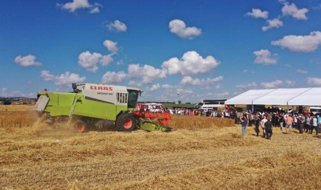 İstanbul'da deneme tohumlarında ilk hasat
