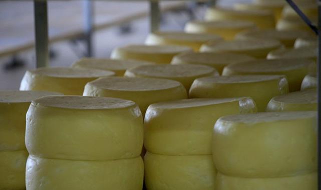 Kaşar peyniri için yeni uygulama devreye girecek