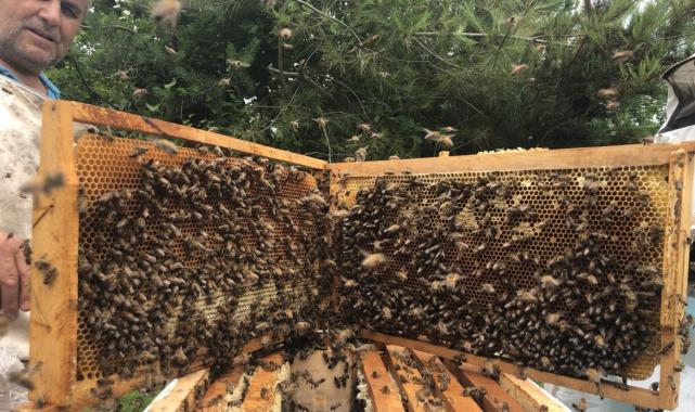 Kastamonu'da kestane balına gal arısı darbesi: Üretimi yüzde 75 düşürdü