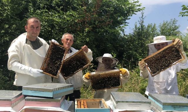Kastamonu'da kestane balına gal arısı darbesi: Üretimi yüzde 75 düşürdü