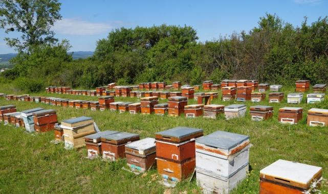 Kastamonu'da kestane balına gal arısı darbesi: Üretimi yüzde 75 düşürdü