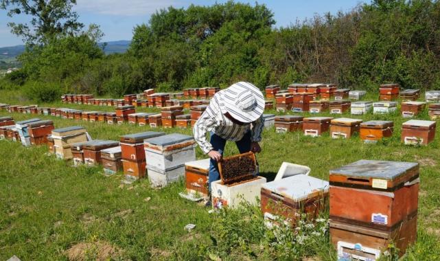 Kastamonu'da kestane balına gal arısı darbesi: Üretimi yüzde 75 düşürdü