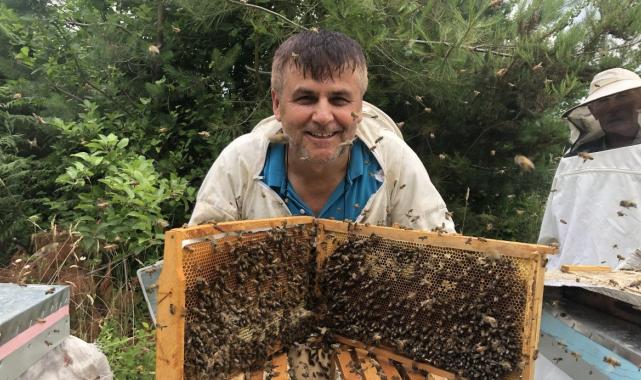 Kastamonu'da kestane balına gal arısı darbesi: Üretimi yüzde 75 düşürdü