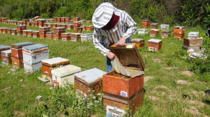 Kastamonu&#039;da kestane balına gal arısı darbesi: Üretimi yüzde 75 düşürdü