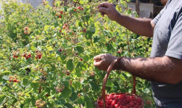 Kayseri'de tek: 'Olmaz' denileni yaptı, ahududu bahçesini kurdu