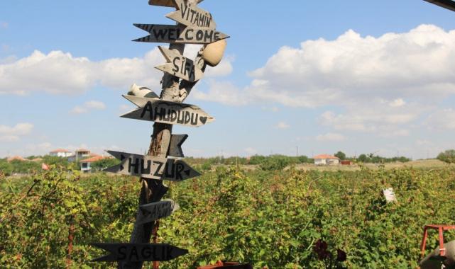 Kayseri'de tek: 'Olmaz' denileni yaptı, ahududu bahçesini kurdu