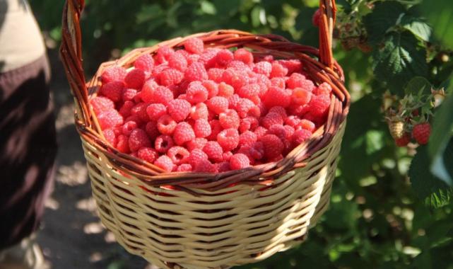 Kayseri'de tek: 'Olmaz' denileni yaptı, ahududu bahçesini kurdu