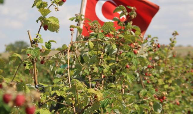 Kayseri'de tek: 'Olmaz' denileni yaptı, ahududu bahçesini kurdu