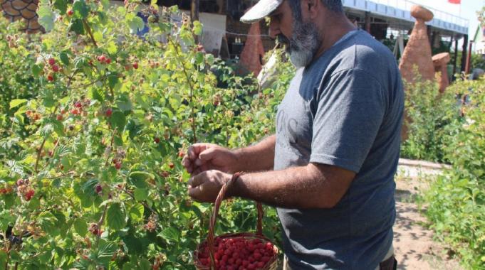 Kayseri'de tek: 'Olmaz' denileni yaptı, ahududu bahçesini kurdu