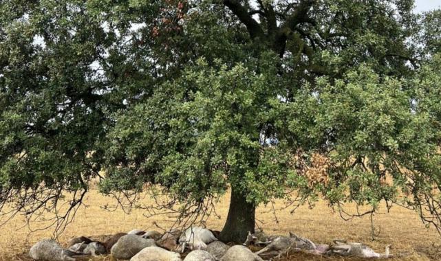 Kocaeli'de düşen yıldırım 29 koyunu telef etti